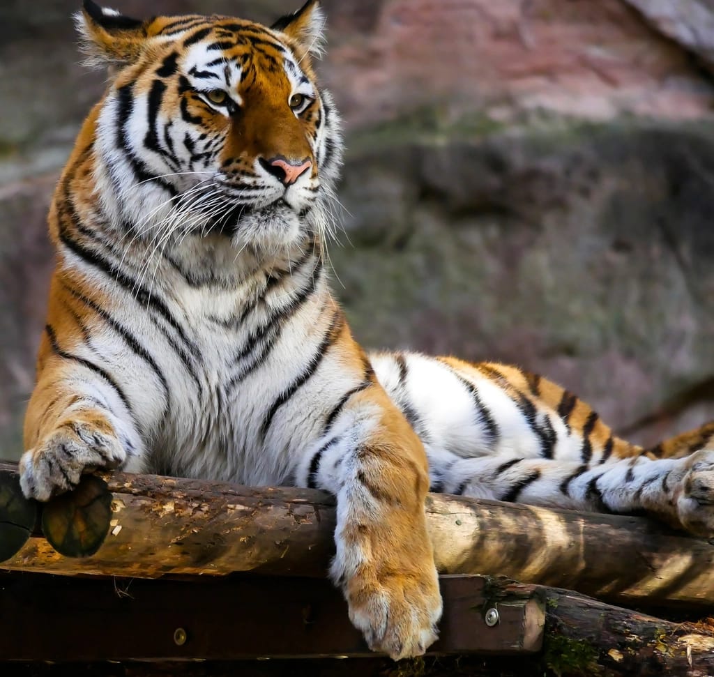 Free tiger image