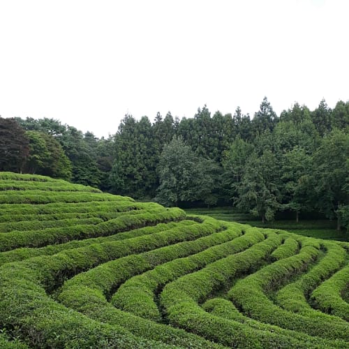Boseong Green Tea Fields