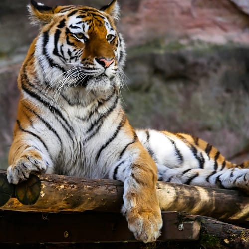 Free tiger image