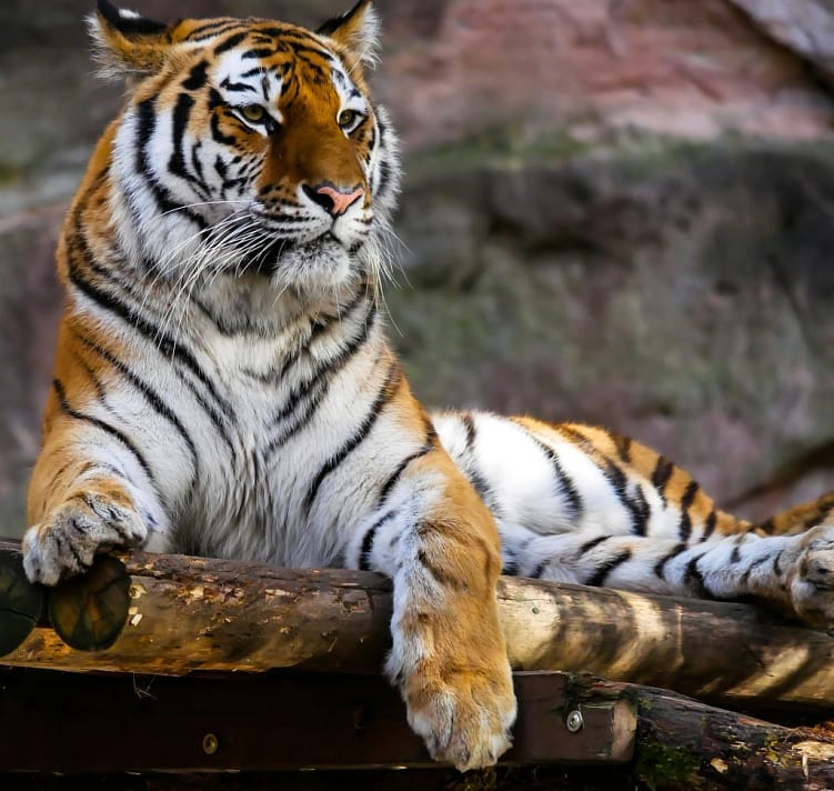 Free tiger image