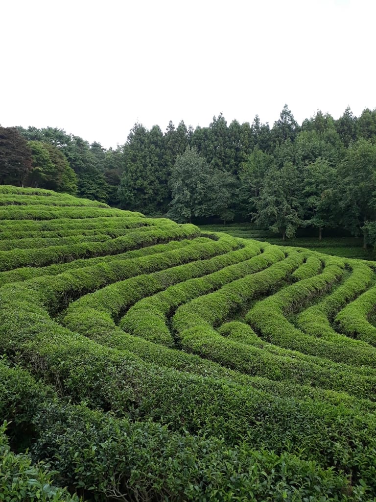 Boseong Green Tea Fields