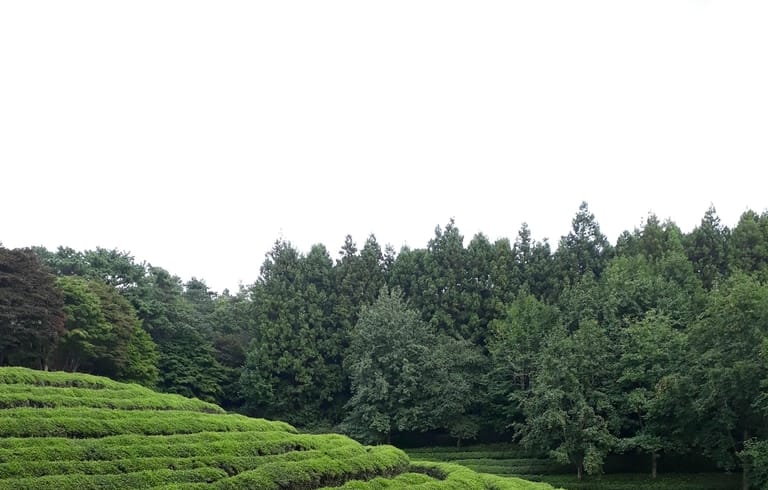 Boseong Green Tea Fields