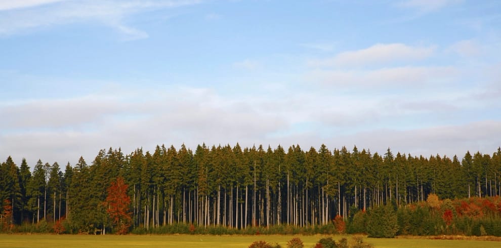 Tree, nature landscape