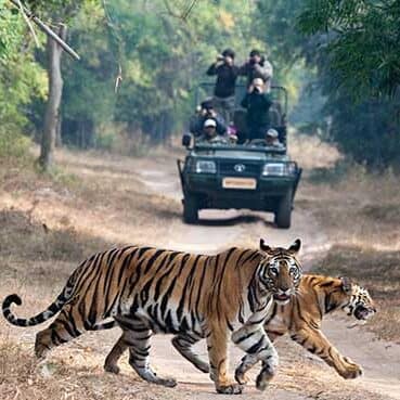 Wildlife tour packages image e1754936745776